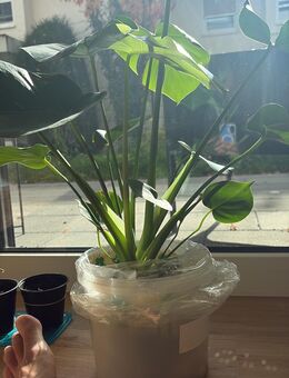 Zusammen ist es schöner - Kernen (Remstal)