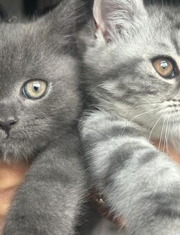 Zucker süßen katzenbabys - Euskirchen