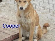 COOPER sucht eilig ein Zuhause - Langenhagen