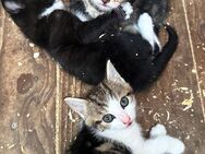 Katzenbabys - Markkleeberg Zentrum