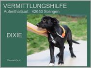 DIXIE - ich will doch, aber wo? - Overath