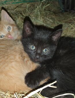 Kätzchen suchen neues Zuhause - Wilsdruff Zentrum