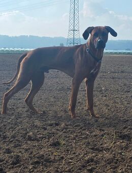 Rhodesian Ridgeback #Deckrüde - Coswig