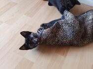Babykatzen - Berlin Marzahn-Hellersdorf
