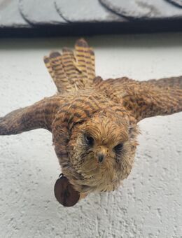 Nachlass Tiere Vogel Tierpräparat - Duisburg