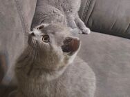 Katzenbabys BKH blau - Essen
