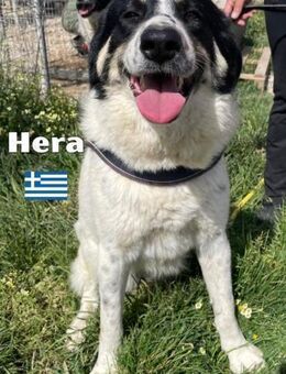 Hera - freundlich und menschenbezogen - Heppenheim (Bergstraße)