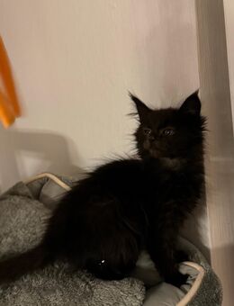 Maine Coon XXL Kitten - Essen