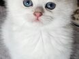 BKH-KITTEN Reinrassige mit Stammbaum in 56269