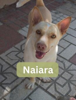 NAIARA, w., kastr., Mischling, ca. 40 cm - Sipplingen