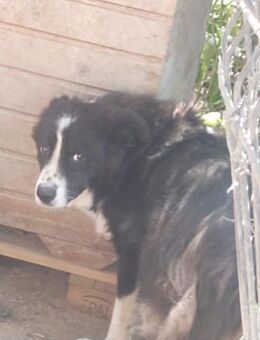 Mozart 52 cm - Alpenrod