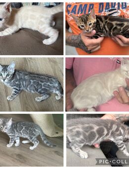 Bengal kittten Reinrassig in verschiedenen Farben - Dortmund