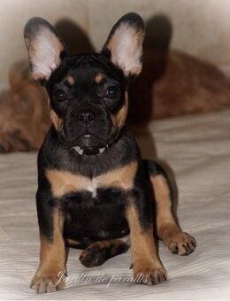 Französische Bulldoggen Welpen Rüden aus langjähriger deutscher Zuchtstätte von komplett ausgewerteten Elterntieren - Frankfurt (Main)