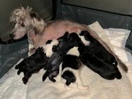 5 Chinese Crested Welpen abzugeben - Bokholt-Hanredder