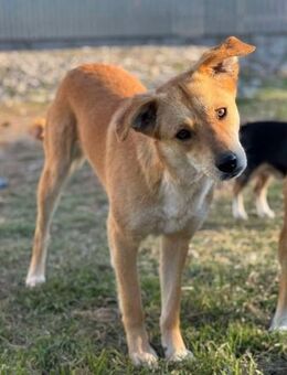 Kira von kettenlos - Bollingstedt