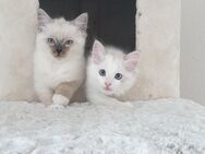 Neva masquarade +ragdoll kitten - Burgstetten
