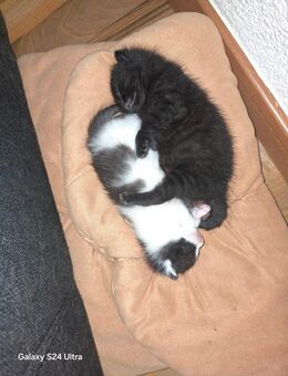 Katzen baby - Sulzbach (Saar)