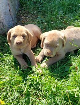Magyar Vizsla Drahthaar Welpen in liebevolle Hände - Wetschen