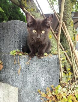 Katzen Babys - Seeland Gatersleben