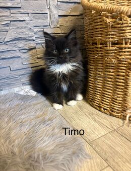 Sibirische Waldkatze kitten - Laudenbach (Bayern)