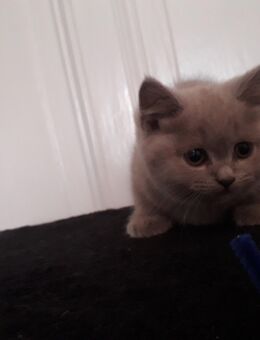 Bkh Kitten suchen Dosenöfner - Dessau-Roßlau