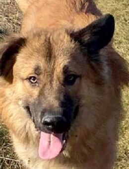 Grizzly vermisst ein eigenes Zuhause - Dittelbrunn