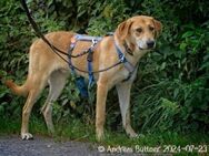 Chico ist ein großer, hübscher Rüde - Egelsbach