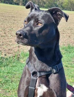 Noor wartet auf ihr Für-Immer-Zuhause - Grevenbroich