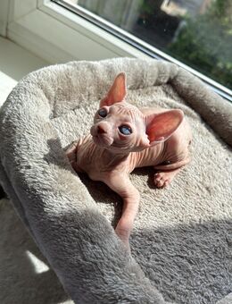 Sphynx Kätzchen - Berlin Marzahn-Hellersdorf