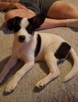 Cleo - Zuhause gesucht - Duisburg