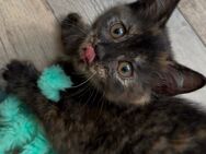 Süße BKH Kitten abzugeben! - Duisburg