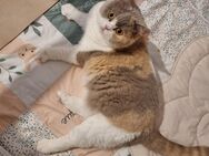 Bkh Katze Lilac Creme white Tortie - Berlin Charlottenburg-Wilmersdorf