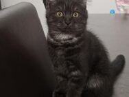 Kitten trio - Castrop-Rauxel