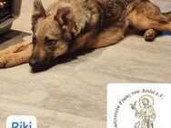 Mini-Collie-Mix RIKI schenkst DU mir.. - Kissing