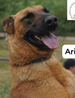 Aris sieht mit dem Herzen, ... - Kissing