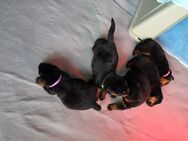 Reinrassige Rottweiler Welpen mit Papieren aus liebevoller Handaufzucht abzugeben - Kelheim