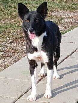 ❣️bildschöne Camilla ❣️ - Eislingen (Fils)