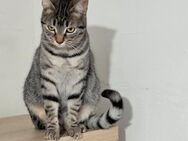 💜 Zauberhafte Katze Kitty 💜 - Eislingen (Fils)
