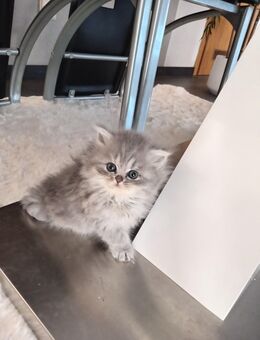 Noch 1 traumhaftes BLH - Kitten - Aalen