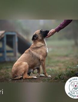 Cari: sucht ein liebevolles Zuhause - Kirchzell