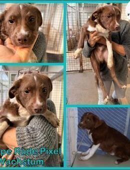 süßer Welpe Pixel sucht seine Familie - Margetshöchheim
