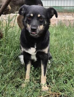 Eleni von kettenlos - Bollingstedt