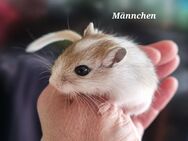 Wüstenrennmäuse Jungtiere - Münster