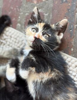 Katzen abzugeben in Aachen - Aachen