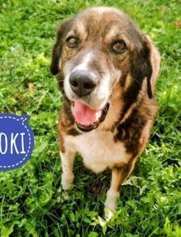 Floki eine Seele vom Hund - Flörsheim-Dalsheim