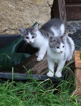 Sechs putzmuntere Katzenbabys abzugeben - Calau