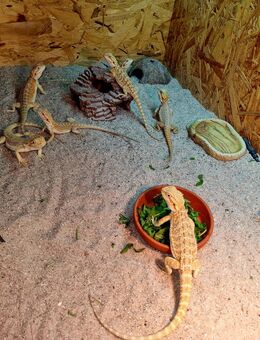 Bartagame Jungtiere ( pogona vitticeps) - Offstein