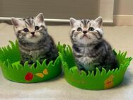 Bezaubernde bkh Kitten black silver tabby classic mit Papiere, absolut exklusiv - Bad Staffelstein