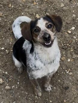 MAISI - LEBENSFROHE HÜNDIN - Nörten-Hardenberg