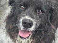 Chicco - lieb, freundlich, verschmust - Höchst (Odenwald)